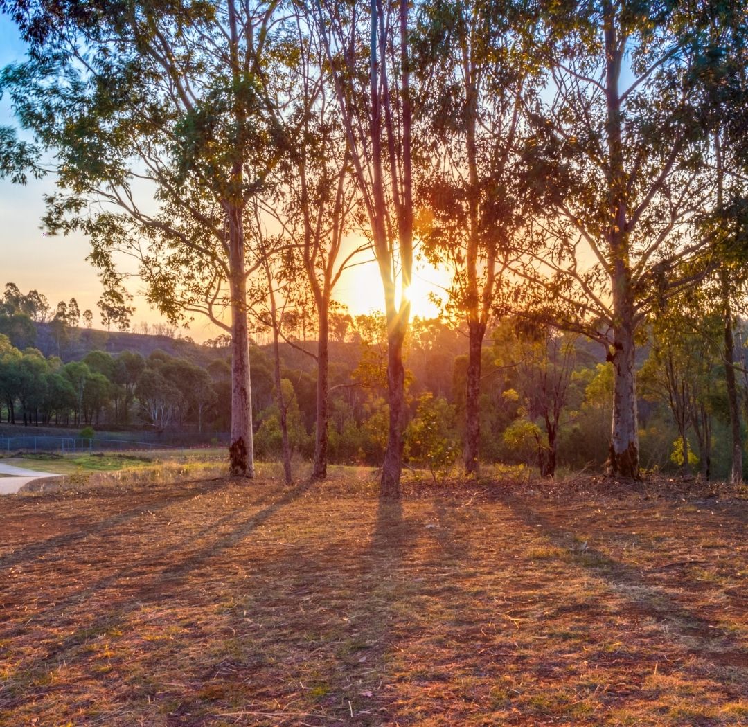Australian Bush