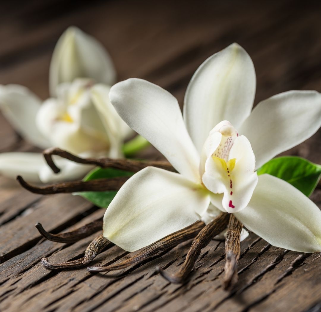 Elegant Vanilla