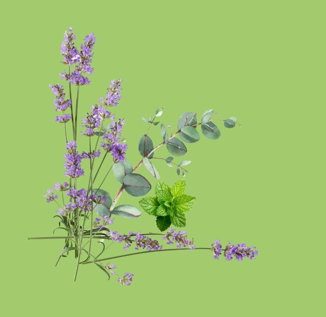 Eucalyptus, Lavender and Mint