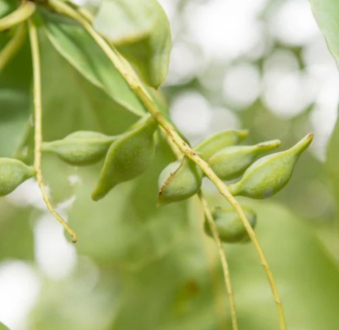 Kakadu Bush Cucumber