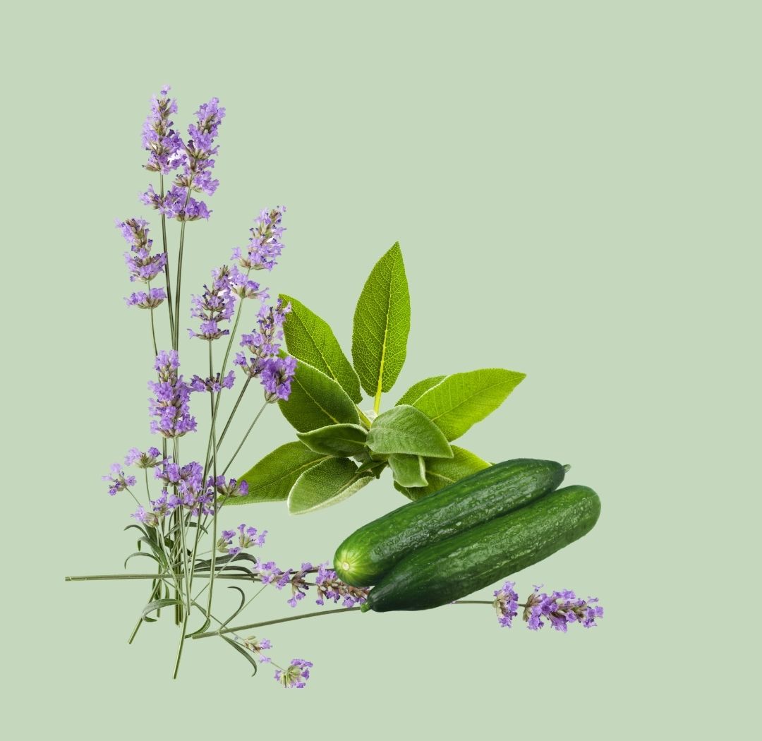 Lavender, Cucumber and Sage