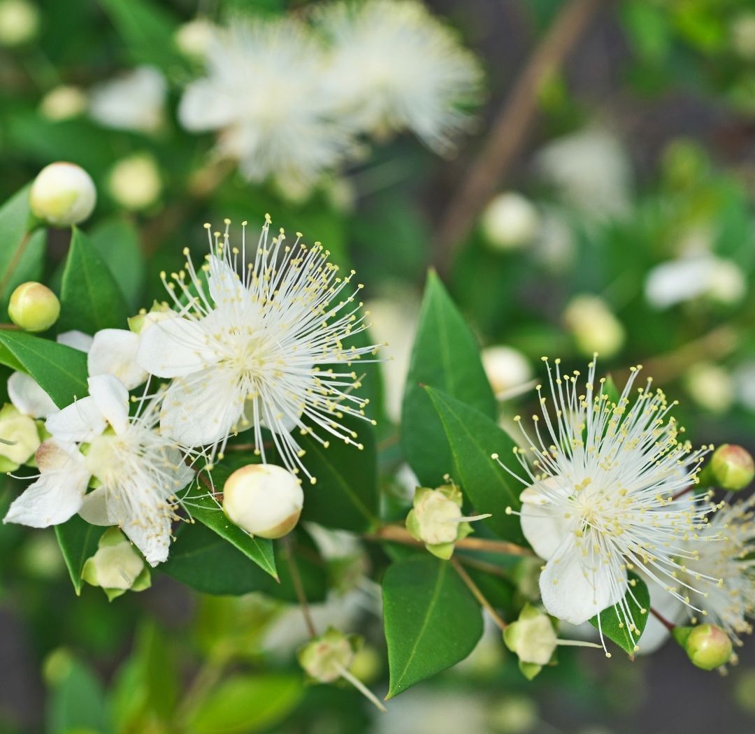 Lemon Myrtle