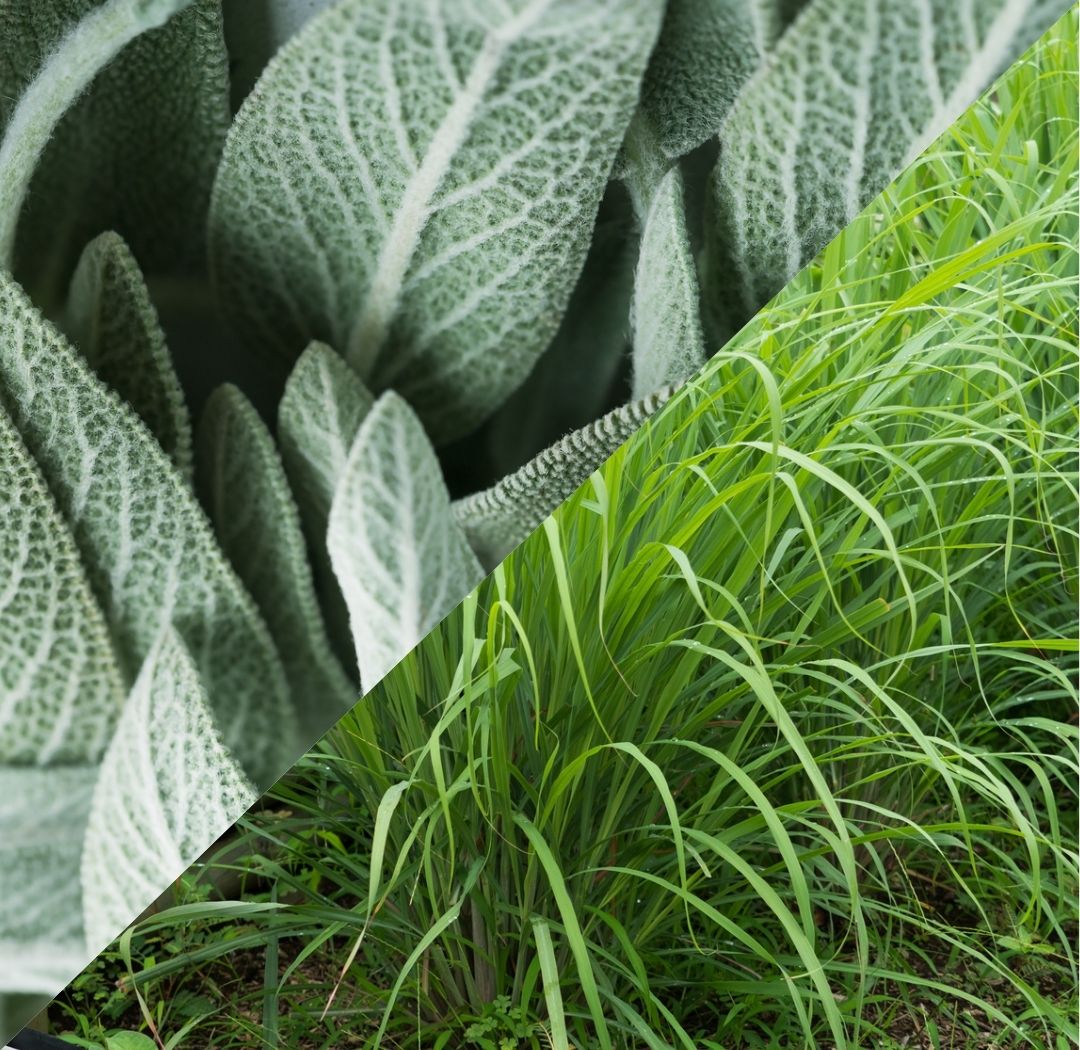 Lemongrass and Sage