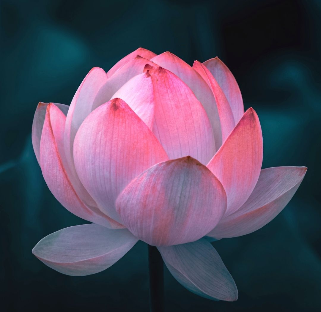 Lotus