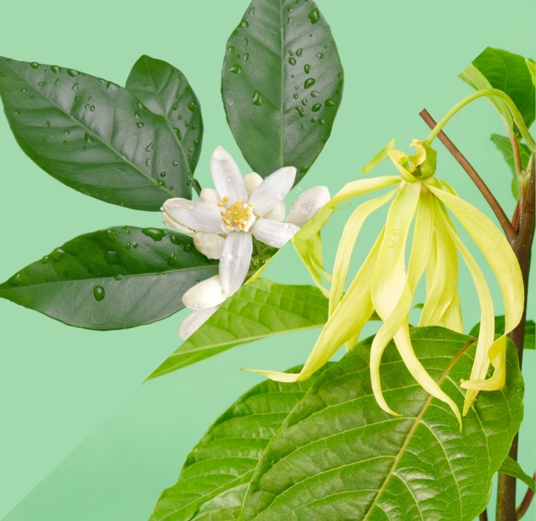 Neroli and Ylang Ylang