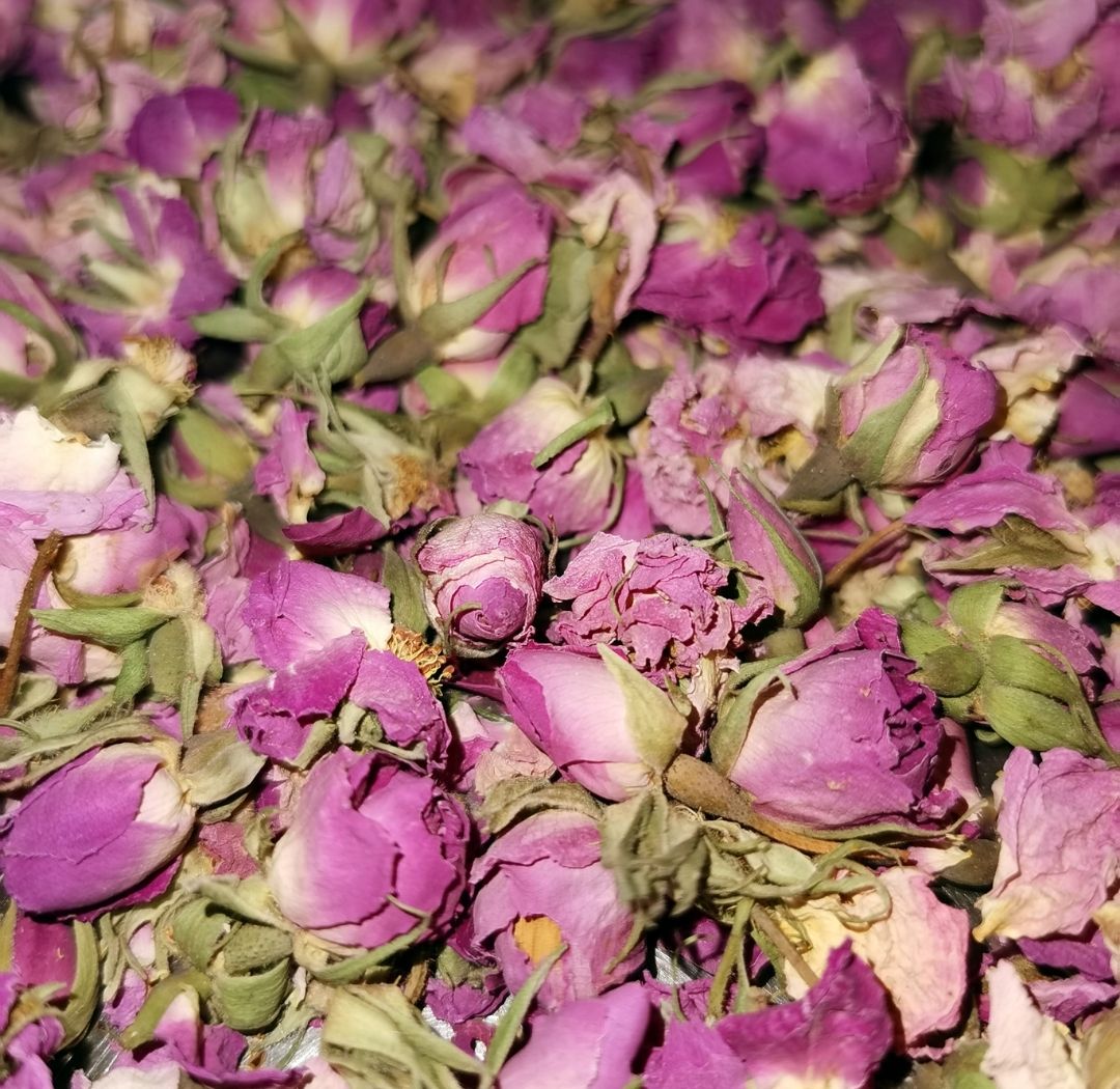 Persian Rose