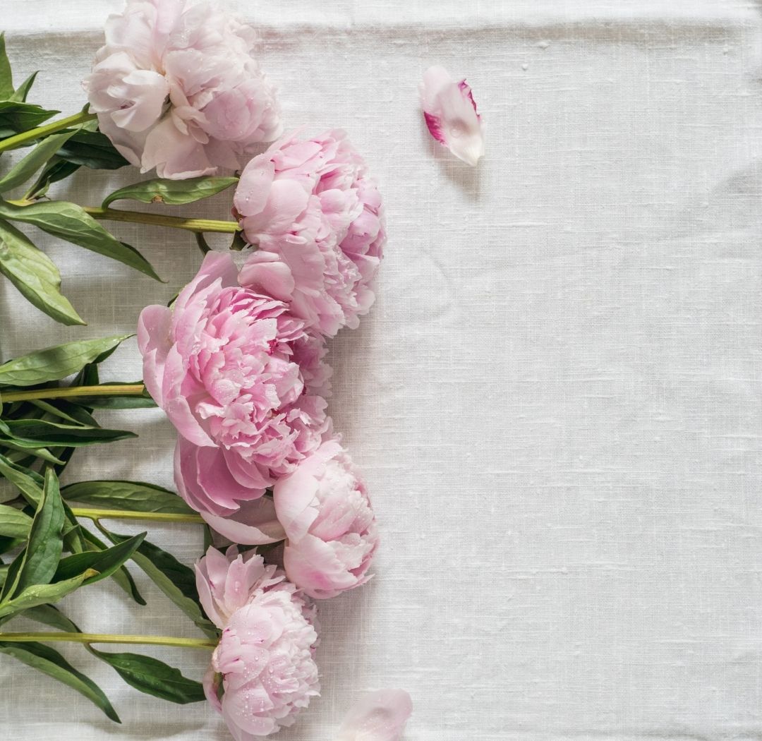 Sweet Peony